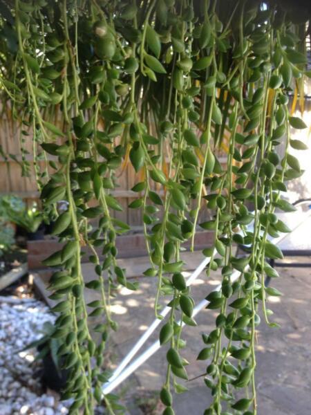Senecio -String of pearls beans succulent plant unrooted cutting