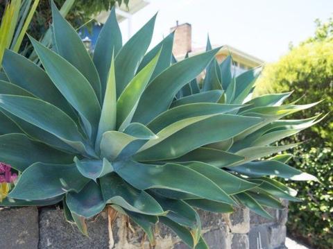 Agave plants for sale