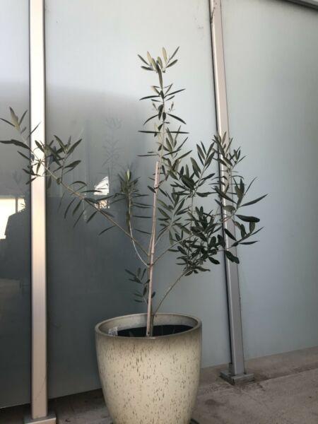 Olea European Black Olive Silver Tree Crop Plant Pot includ