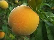 Golden Queen Peach Tree 5 to 6 feet high potted