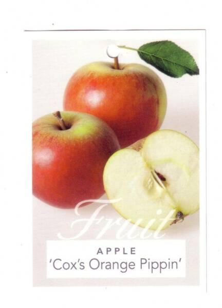 Cox Orange Pin Pin Apple Trees - Heirloom Potted