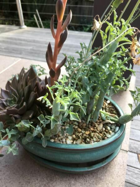 Succulent Plants In Ceramic Pot