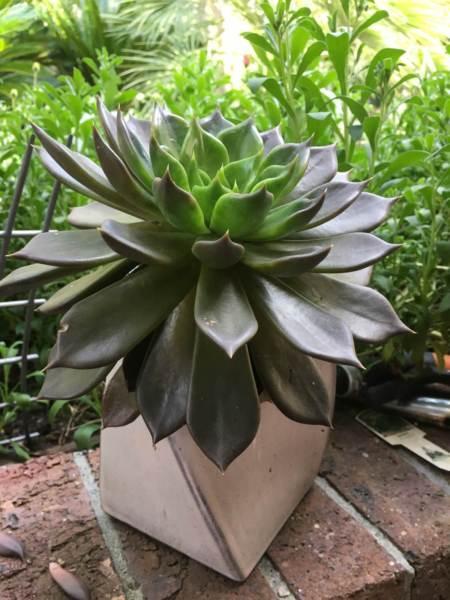 Succulent Plant Echeveria ( Black Prince ) In ceramic Pot