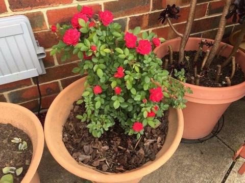 Red Rose in 36cm Round pot