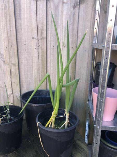 Spring onions - grown from seed, organic, always