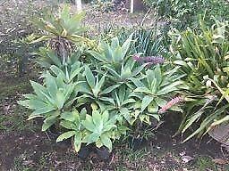 Agave and Succulant plants for sale
