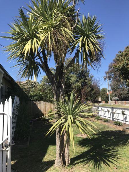 Yucca plant 4m tall - Garden Tree