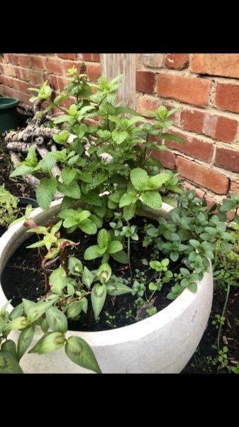 3 types of mint in large round white pot