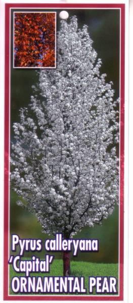 Capital Ornamental Pear Trees 4 to 5 feet high potted