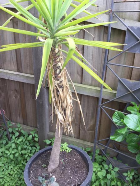 Yucca plant x 6 $50 the lot