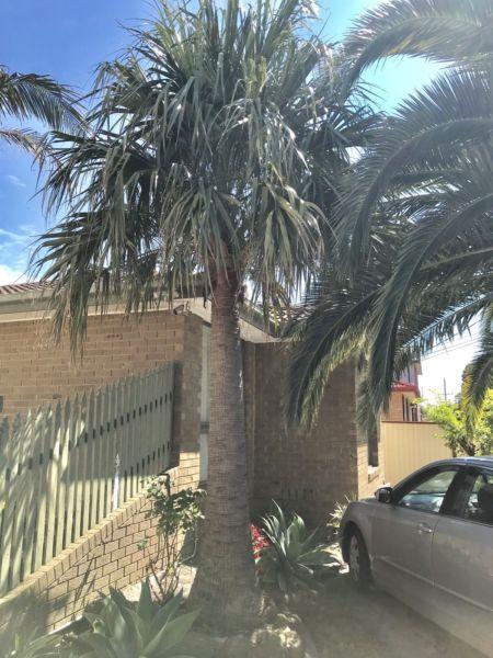 Palm trees for sale
