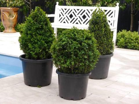 English Box Hedge - Mature Topiary Balls | 45cm | Buxus
