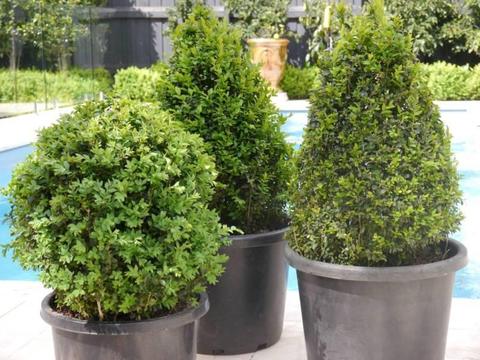 English Box Hedge | Mature Topiary Cones | 55cm | Buxus