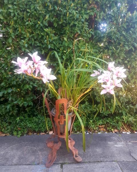 Stunning Mauve Speckled Orchid and wrought iron stand