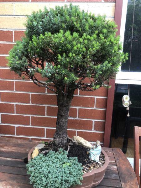 Mature Spruce Bonsai over 40 years old