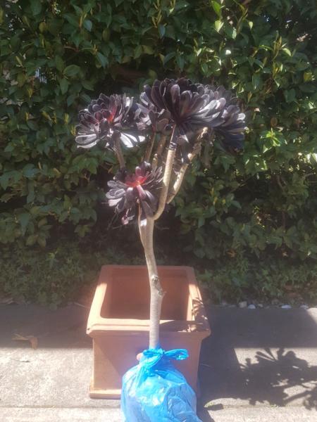 Eight Gorgeous Succulent Black Rose Tree