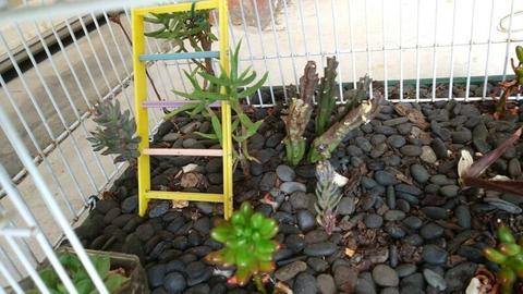 Succulent plant display in a bird cage