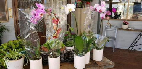 STUNNING LARGE ceramic potted PHALAENOPSIS ORCHID indoor plant