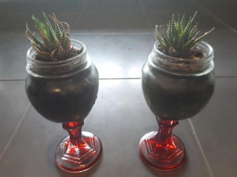 Succulents in jam jar wine glasses