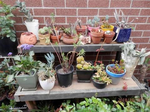 CACTUS AND SUCCULENTS FOR SALE STARTING FROM $1_25