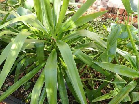 3 YR OLD YUCCA IN POT