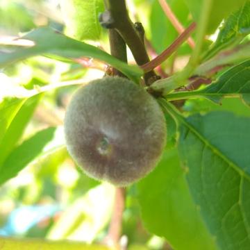 Fruit trees including rare and unusual varieties