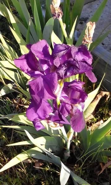 Purple Iris Plants, healthy, hardy, cheap