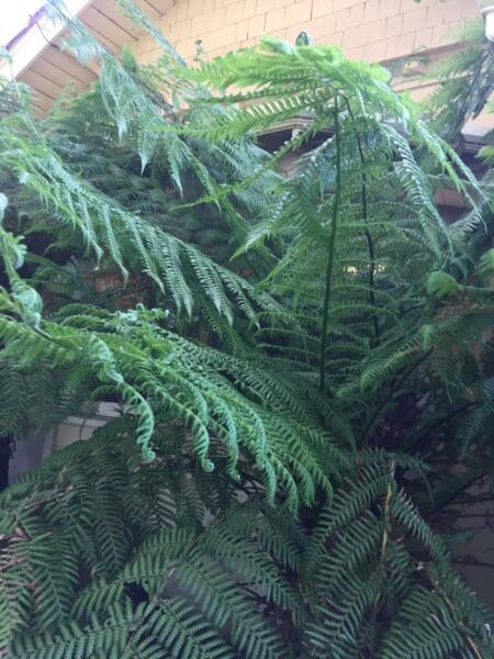 Tree Ferns 4 x 3m great condition!