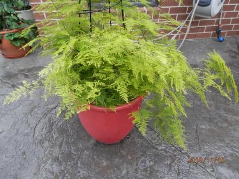 FERN WELL ESTABLISHED IN A POT - EACH $150