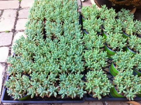 Succulents - Sedum pachyphyllum 'Jelly Bean Plants'