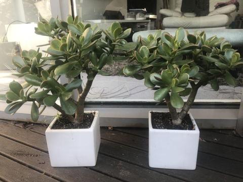 JADE / MONEY PLANT in lovely White Glazed Square Pots - 400 Heigh