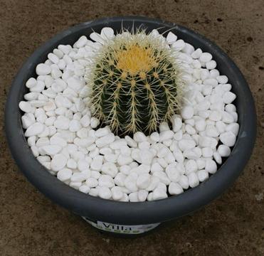 Very healthy golden barral cactus