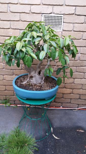 White fig bonsai
