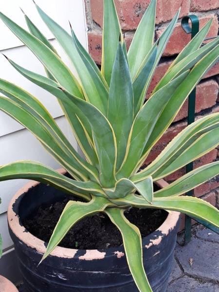 Agave plants - Great gifts!