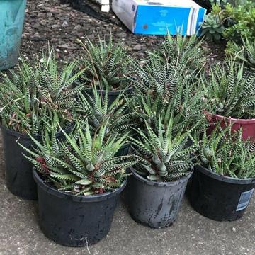 Plant for sale - bonsai star cactus