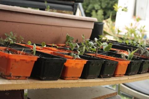 SEEDLINGS FOR CARING HOME - All sorts of fun little plants !