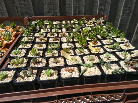 Succulents and cacti for sale