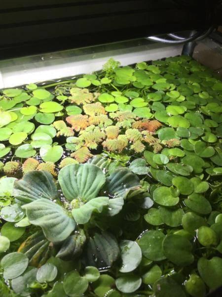 Amazon Frogbit 40 for $10, water lettuce from $4 will ship