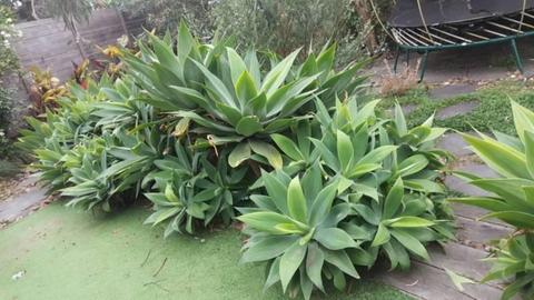 Agave Plants - 60cm, 75cm, 100cm diameter - Starting $15