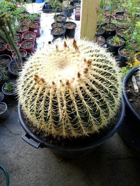 Golden Barrel Cactus Large!