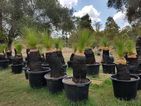 GRASS TREES FOR SALE
