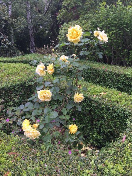 Beautiful, established roses