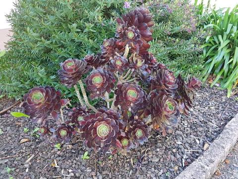 Large succulents - Aeonium 'Velour'. Very large succulent