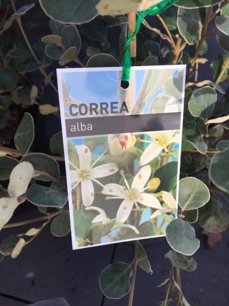 6 Correa alba plants