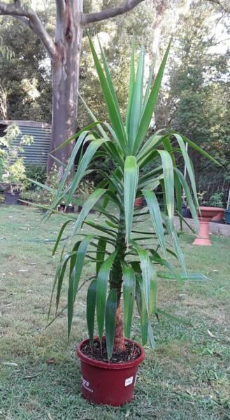 YUCCA PLANT. 1.5 METERS HIGH