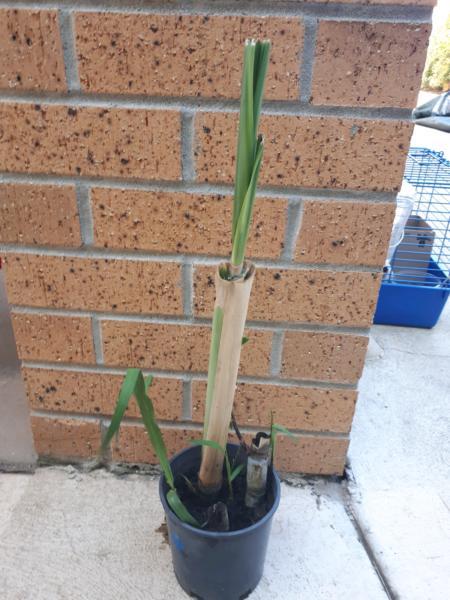 Sugar Cane plant