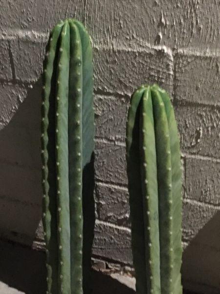 SAN Pedro cactus