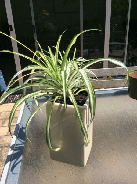 Spider plant in modern tall pot