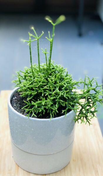 Rhipsalis Succulent/ Ceramic Pot/ Plant