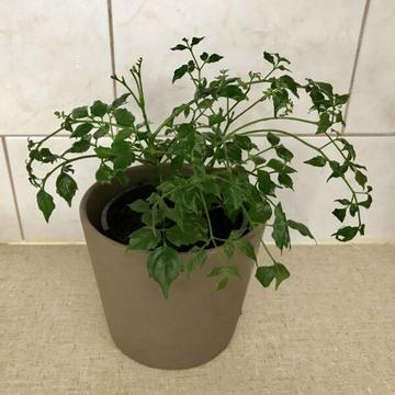 Asian Bell indoor Plant